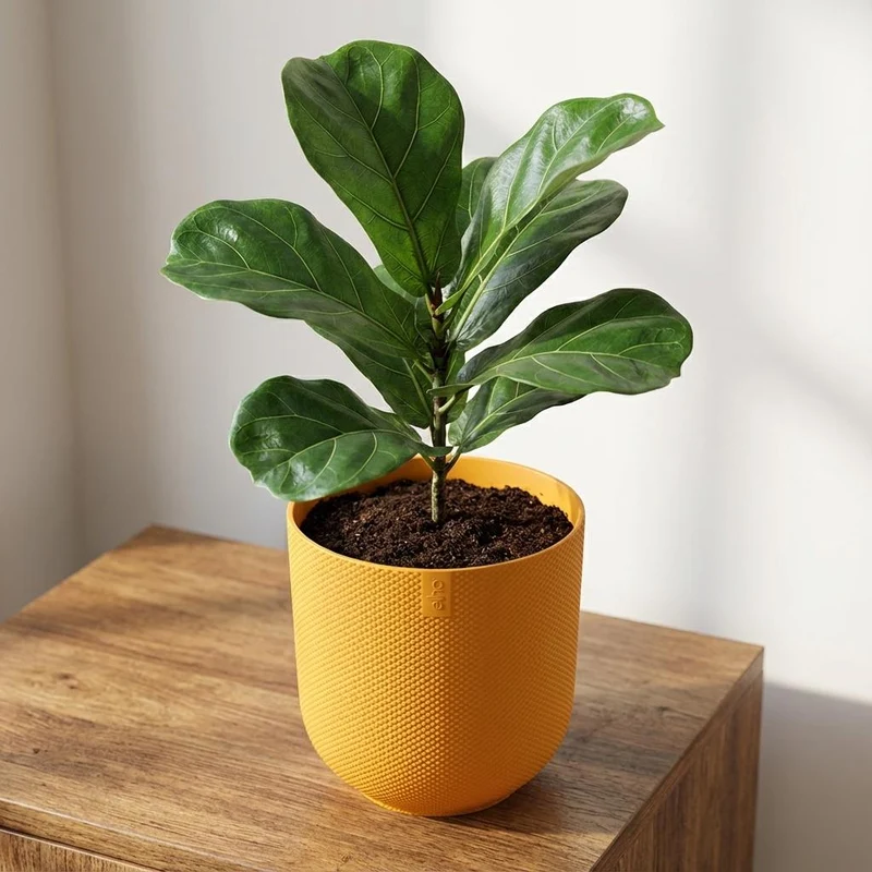 Pot Elho Jazz Round Amber Yellow - D23