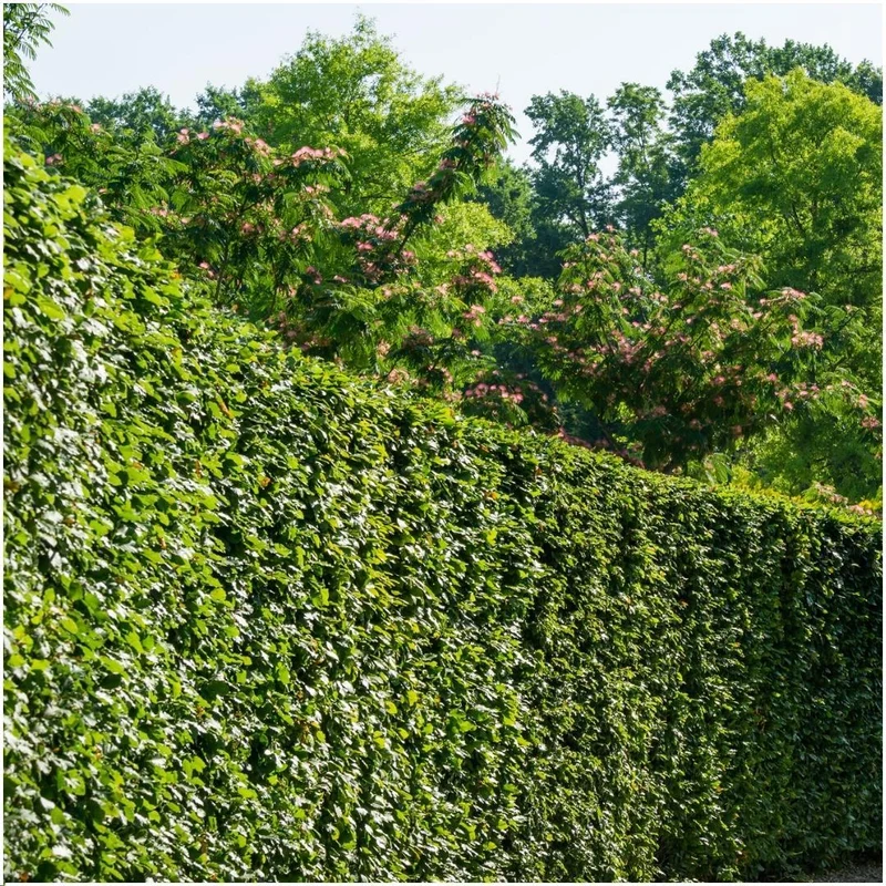 1 meter Haagbeuk - Carpinus Betulus - Set van 6 haagplanten - Bladverliezende haag