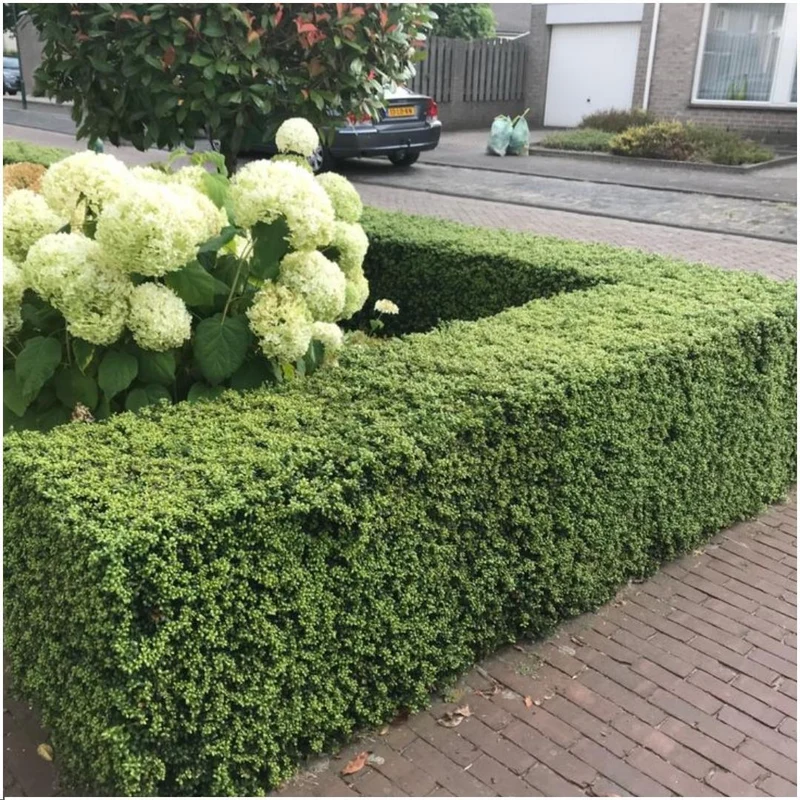 24 x Ilex crenata 'Jenny' ®