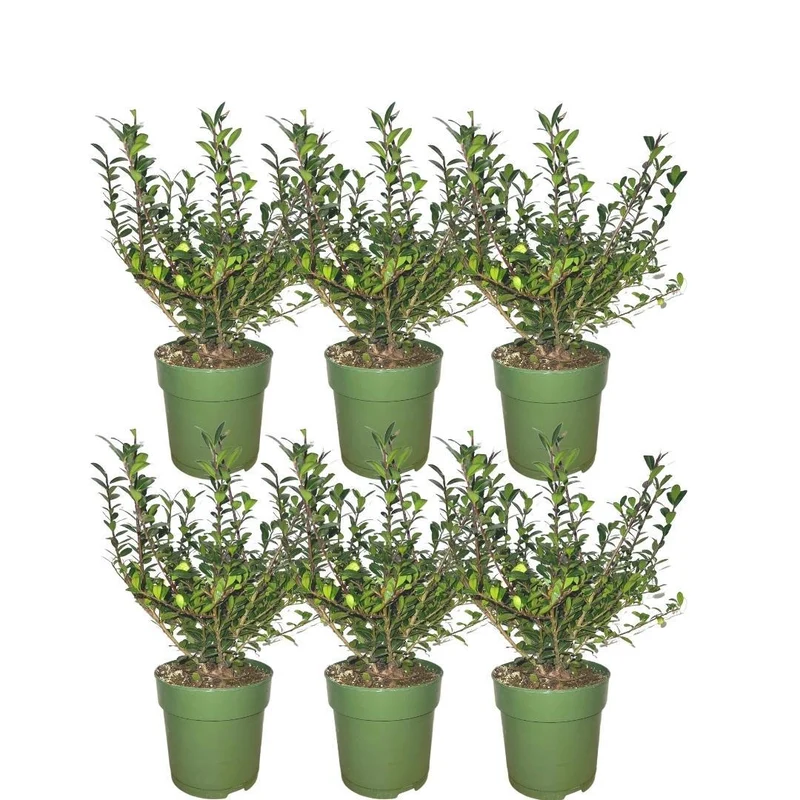 1 meter Hulst haag - Ilex crenata 'Jenny'® - Set van 6 haagplanten - Groenblijvende haag