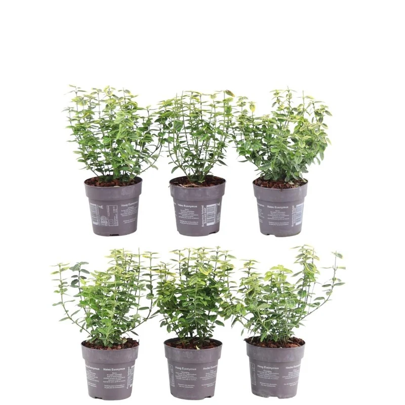 1 meter gele Kardinaalsmuts haag - Euonymus fortunei 'Emerald Gold' - Set van 6 haagplanten - Groenblijvende haag