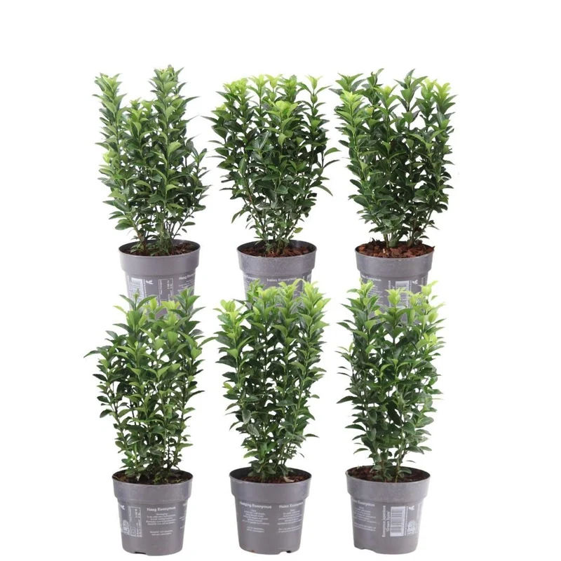 1 meter Groene Kardinaalsmuts haag - Euonymus japonicus 'Green Spire' - Set van 6 haagplanten - Groenblijvende haag