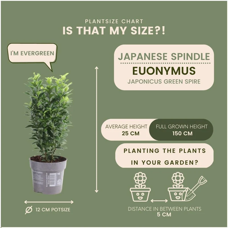 24 x Euonymus japonicus 'Green Spire'