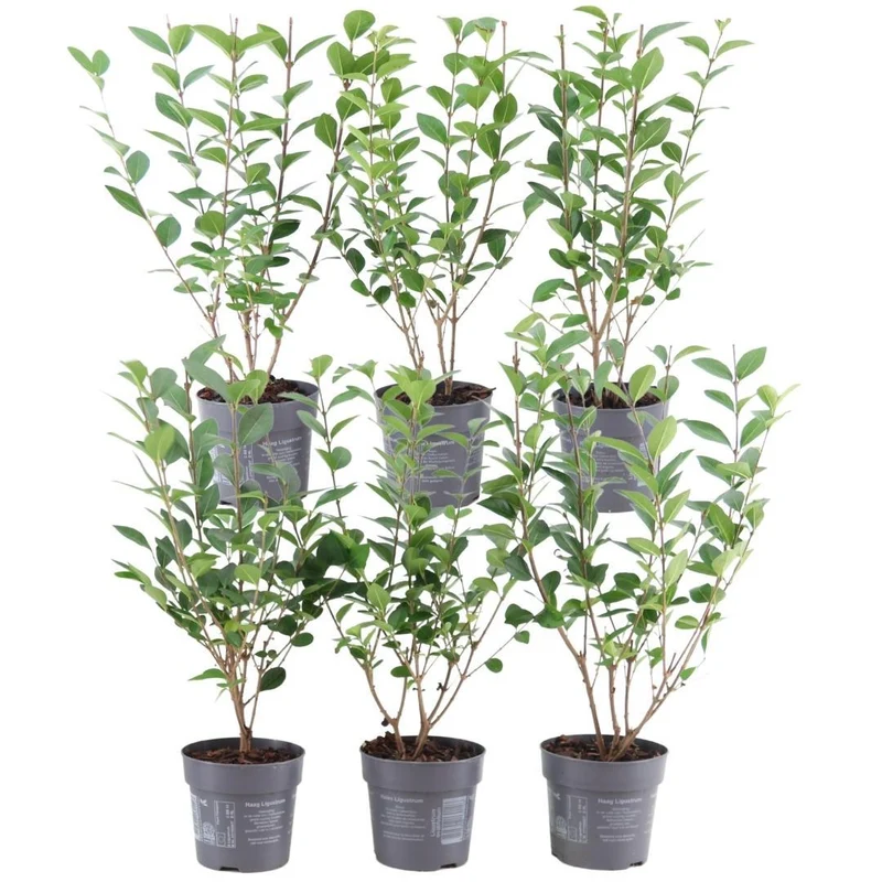 1 meter Haagliguster - Ligustrum Ovalifolium Set van 6 haagplanten - Semi-groenblijvende haag