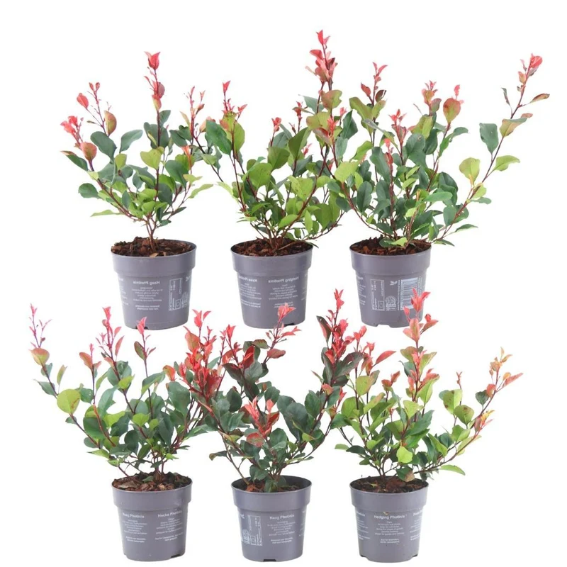 1 meter Glansmispel haag - Photinia fraseri 'Little Red Robin' - Set van 6 haagplanten - Groenblijvende haag