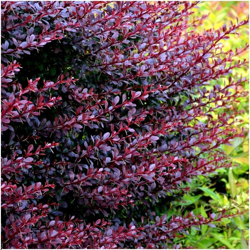 1 meter Rode Berberis haag - Berberis Thunbergii 'Atropurpurea' - Set van 6 haagplanten - Bladverliezende haag