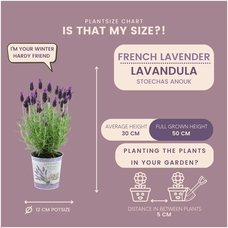 Lavandula stoechas Anouk® in 'Lavendelprint' sierpot