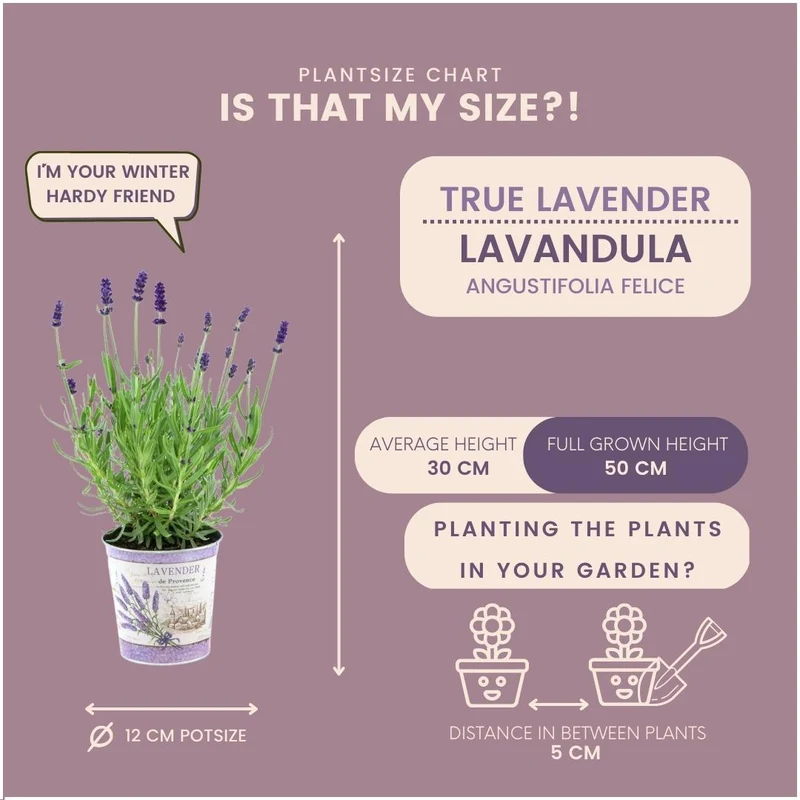Lavandula angustifolia Felice® in 'Lavendelprint' sierpot