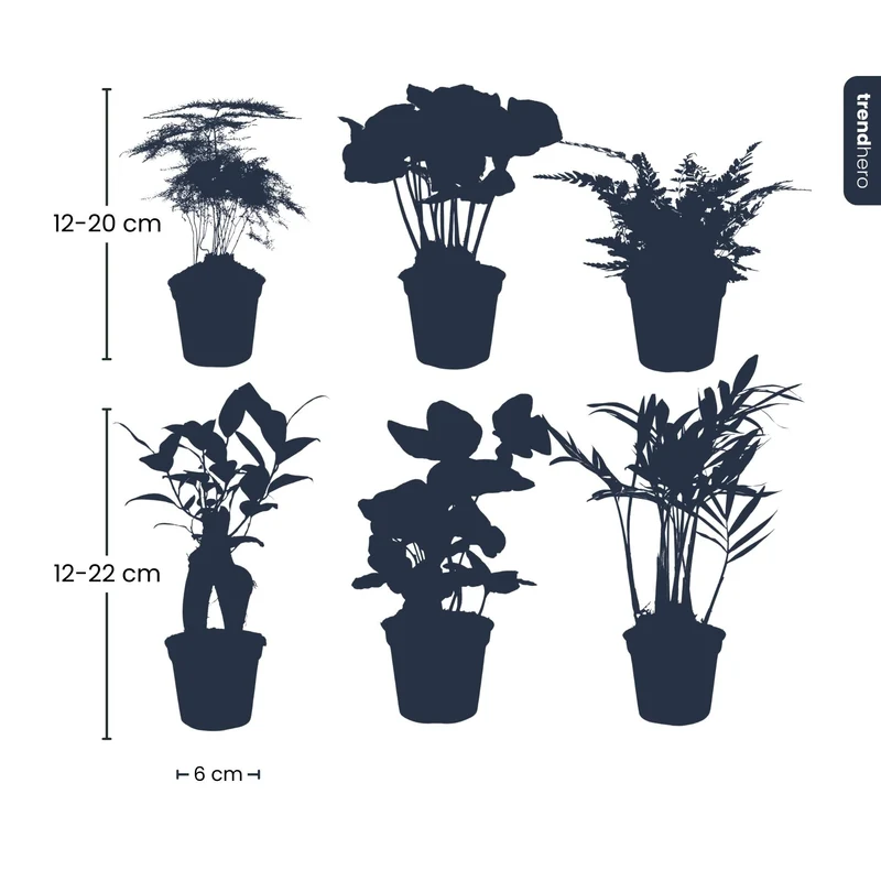 Planten set - 6 planten - potmaat 6