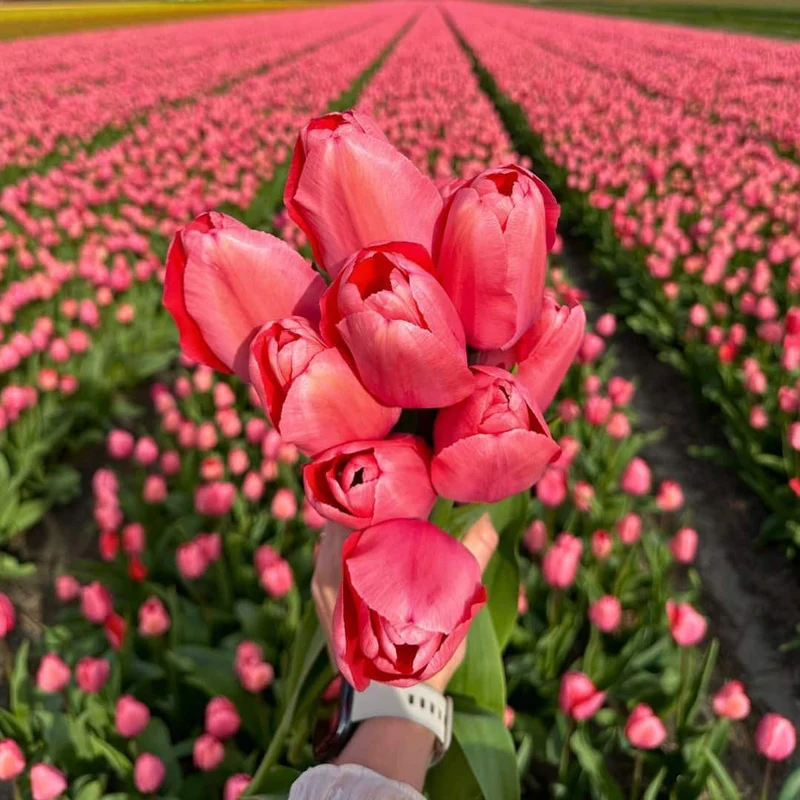 Pink Impression tulpenbollen, 15 stuks, maat 12+