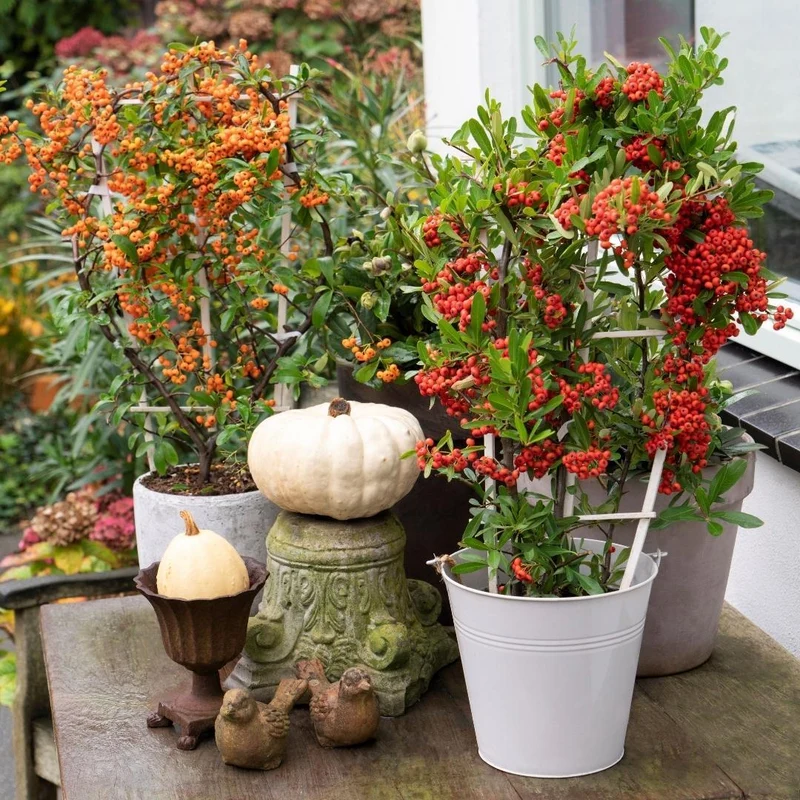 Pyracantha coccinea Orange Star