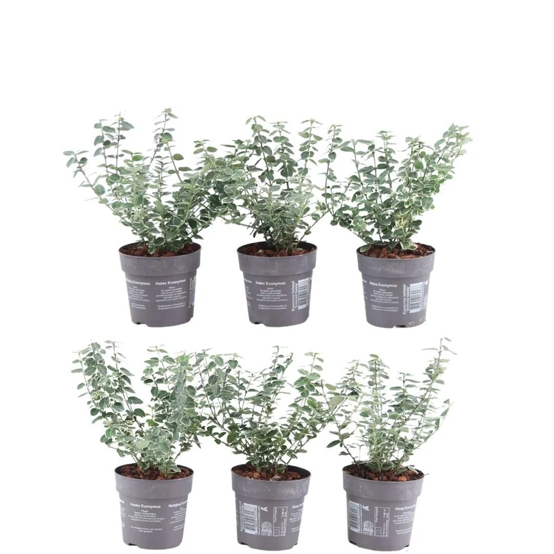 1 meter bonte Kardinaalsmuts haag - Euonymus fortunei 'Emerald Gaiety' - Set van 6 haagplanten - Groenblijvende haag