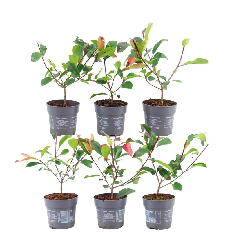 Glansmispel Red Robin per strekkende meter, 6 planten