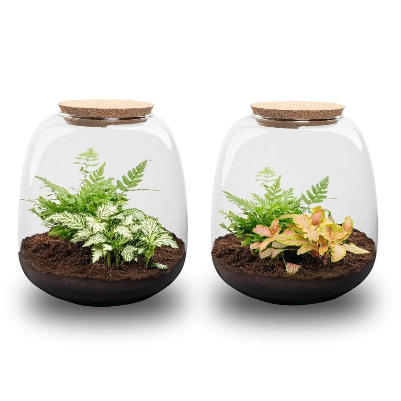 Planten terrarium - Emma Mini - DIY kit - Fittonia Ruby Lime