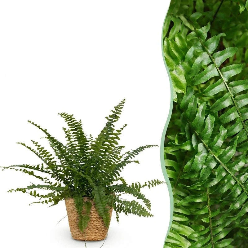 Nephrolepsis exaltata Green Lady