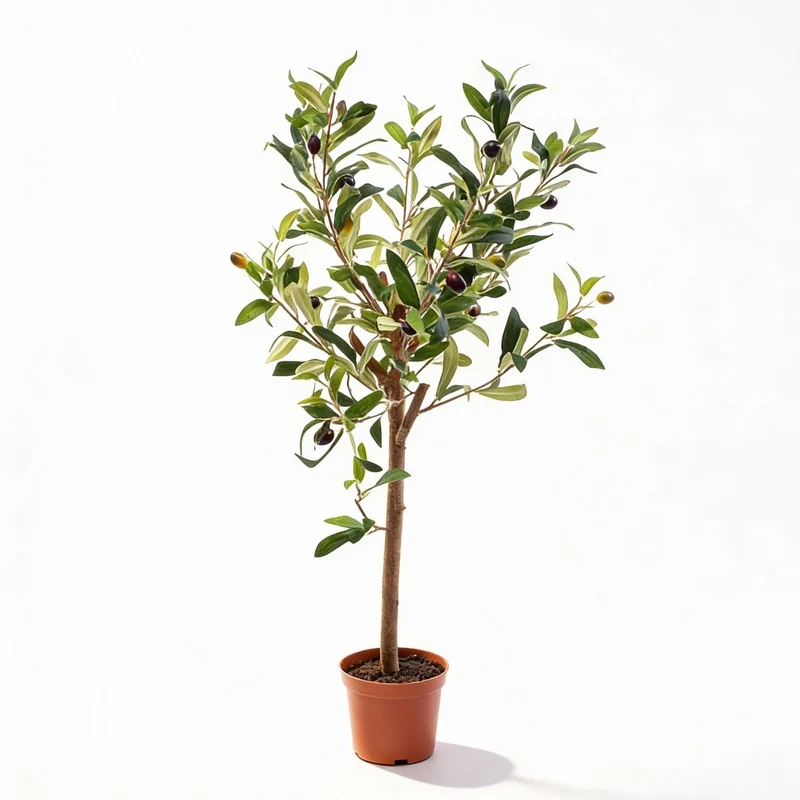 Olijfboom in pot