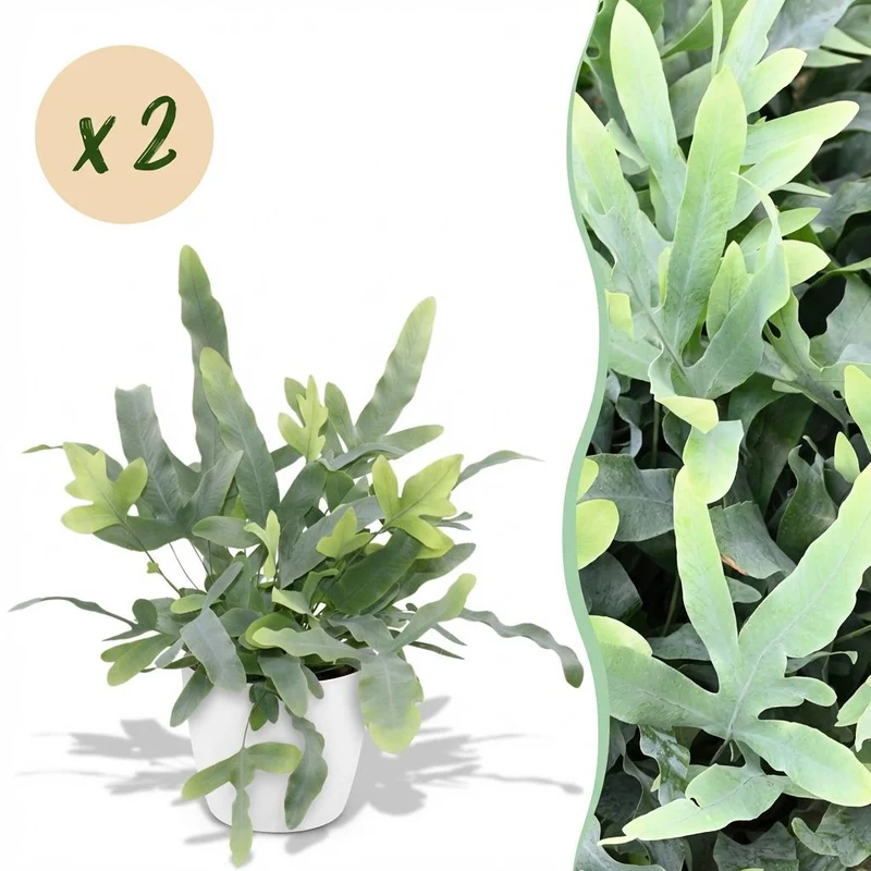 Phlebodium aureum Blue Star