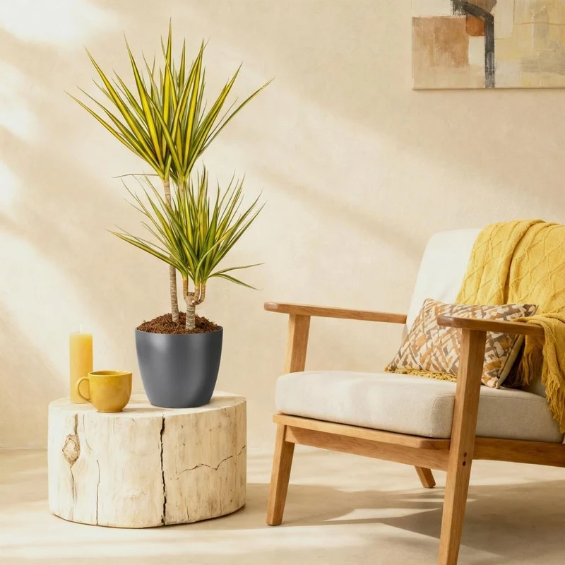 Dracaena Sunray