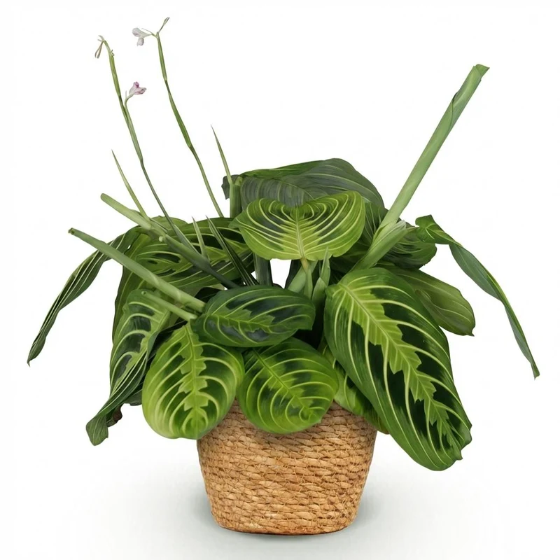 Maranta Fascinator Lemon Lime
