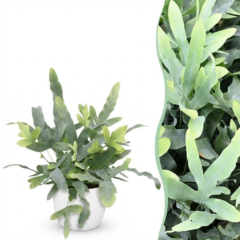 Phlebodium aureum Blue Star