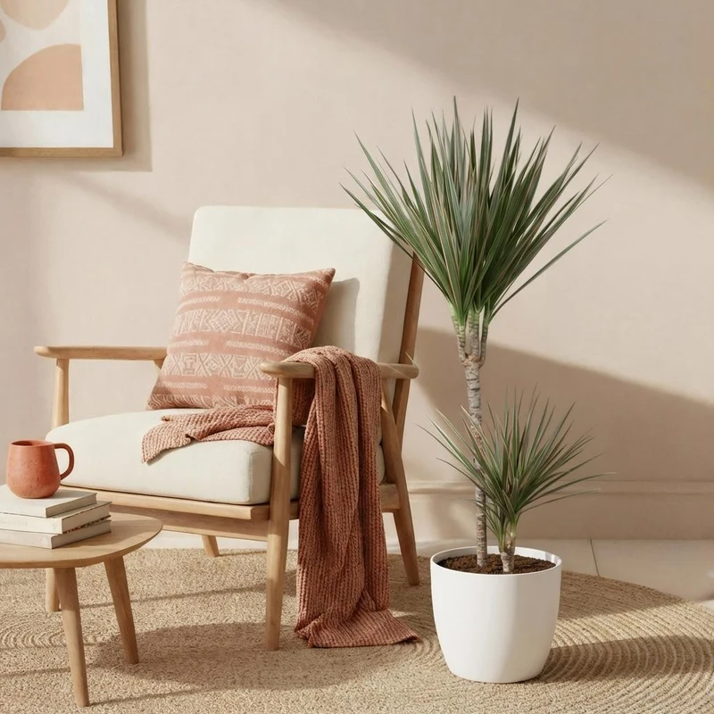 Dracaena Marginata Bicolor