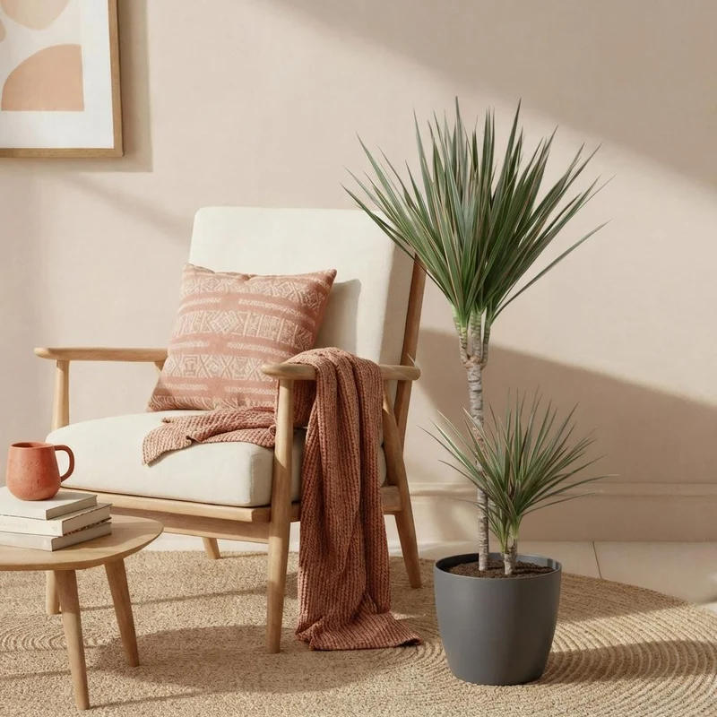 Dracaena Marginata Bicolor