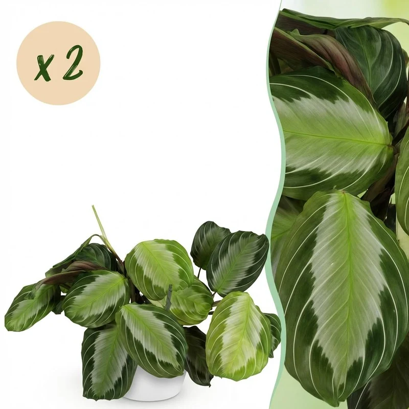 Maranta Fascinator Silverband