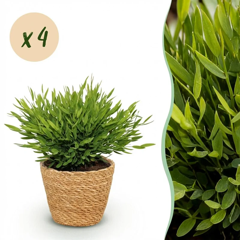 4x Pogonatherum Monica - Kamerbamboe - Met mand