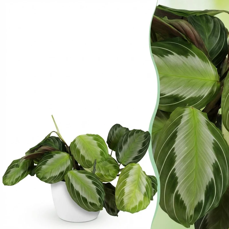 Maranta Fascinator Silverband