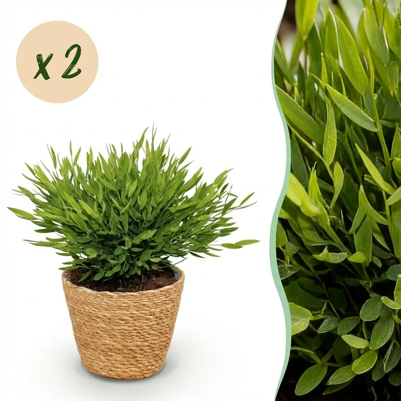2x Pogonatherum Monica - Kamerbamboe - Met mand