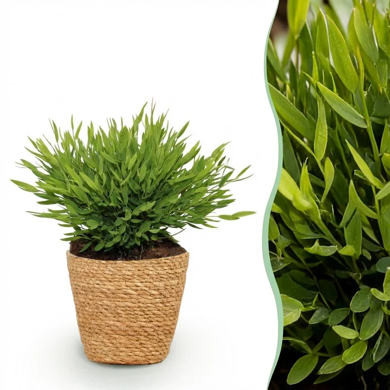 Pogonatherum Monica - Kamerbamboe - Met mand
