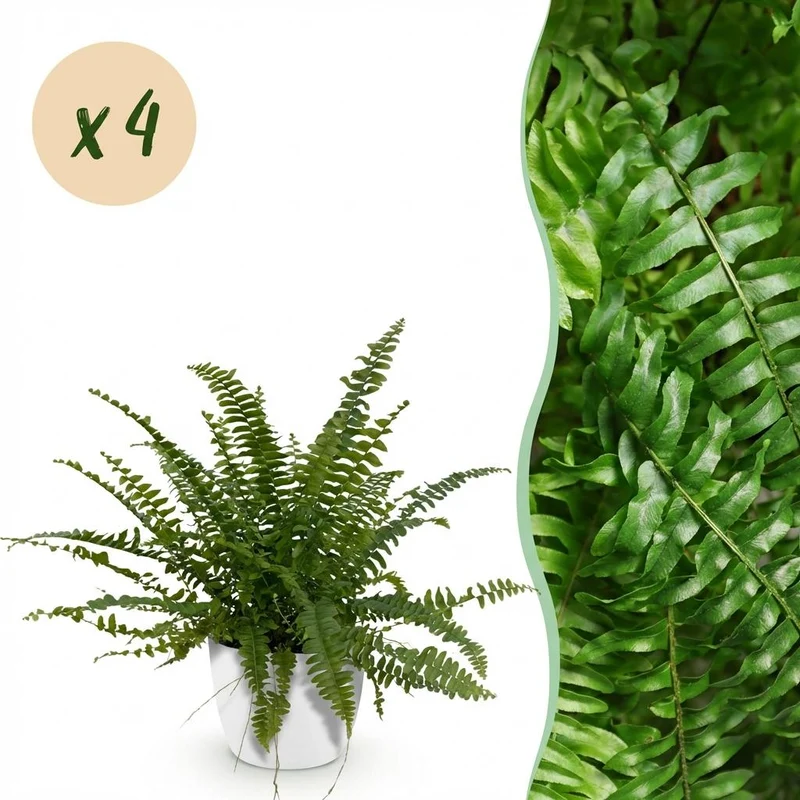Nephrolepsis exaltata Green Lady