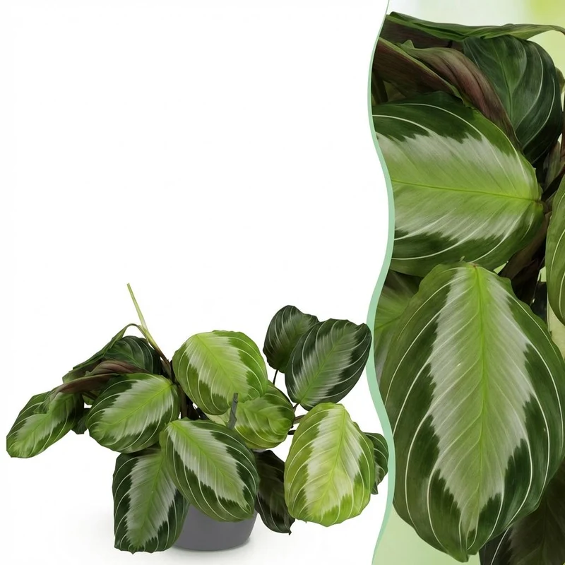 Maranta Fascinator Silverband