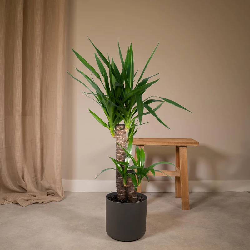 Yucca Elephantipes