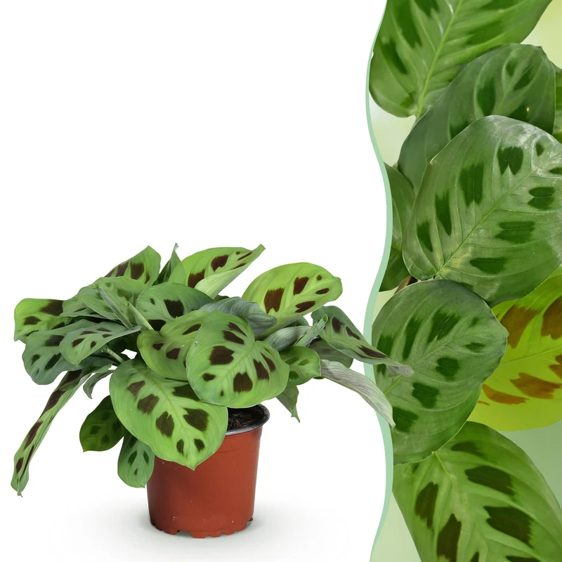 Maranta Fascinator Kerchoveana
