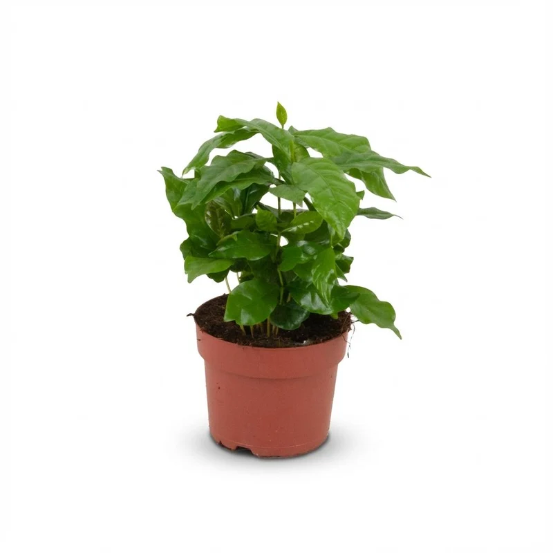 Koffieplant