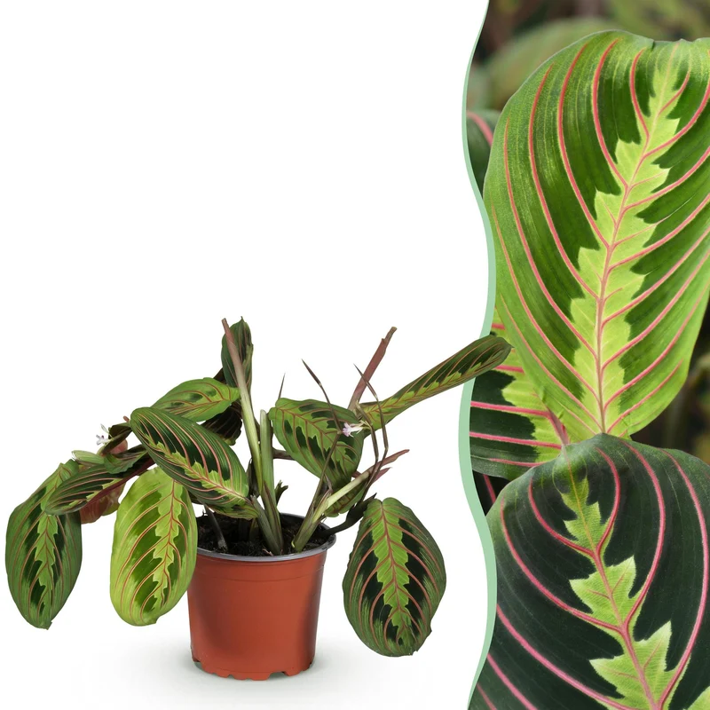 Maranta Fascinator Tricolour