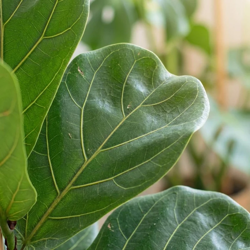 Ficus Lyrata met grijze pot