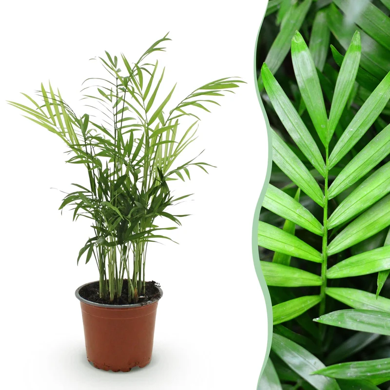 Chamaedorea elegans
