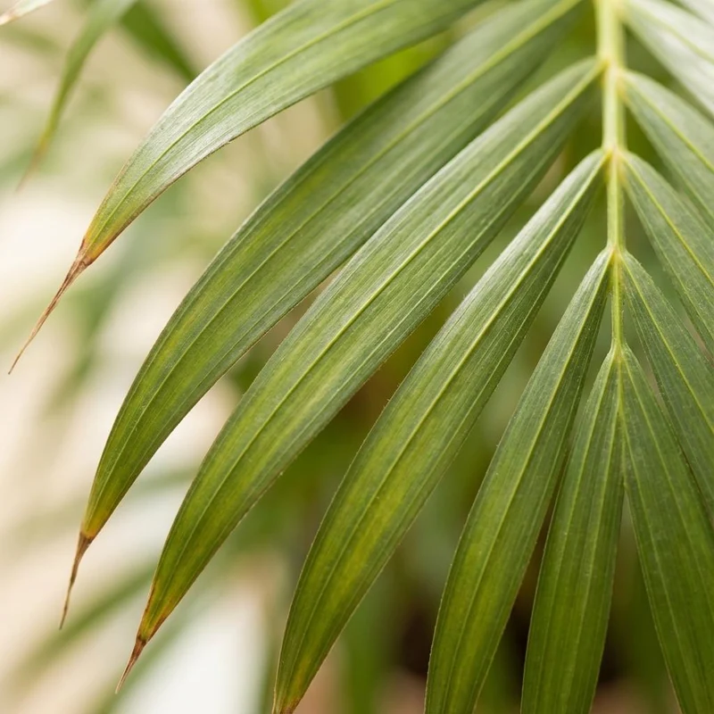 Areca Palm (Dypsis) met witte pot