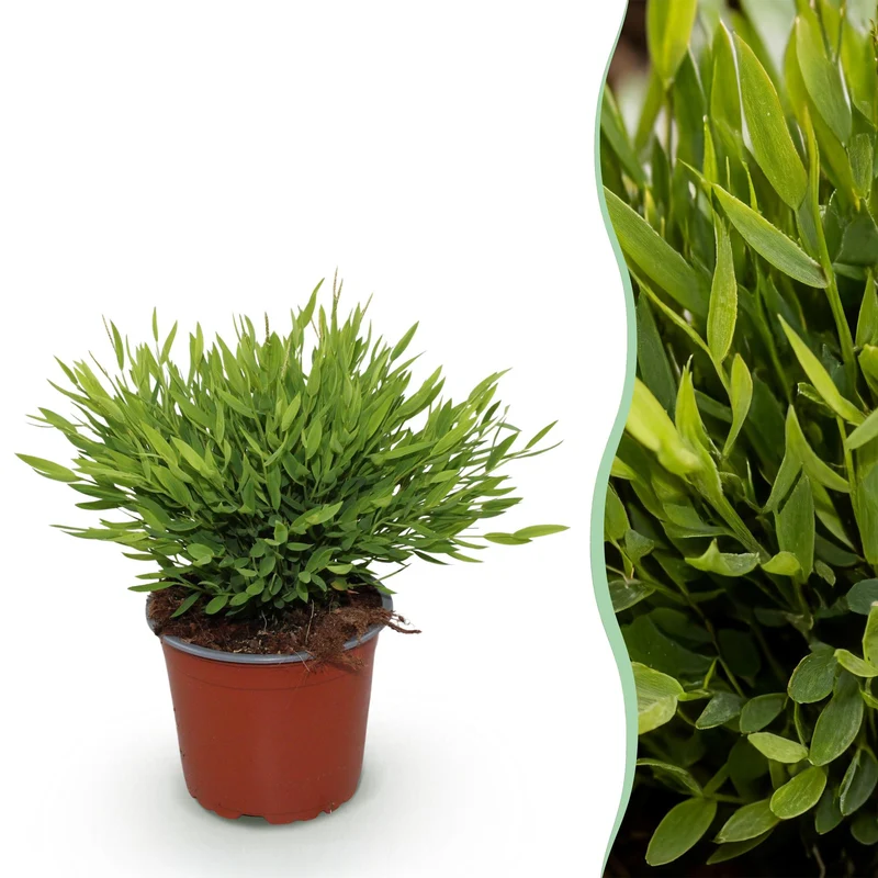 Pogonatherum Monica - Kamerbamboe