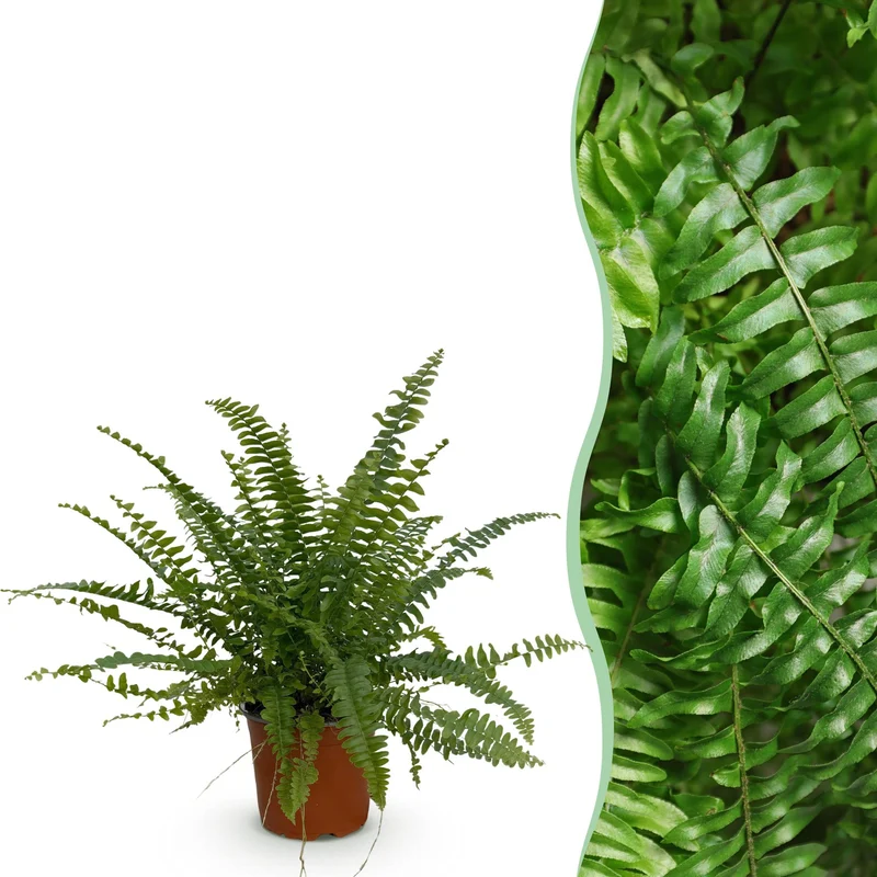 Nephrolepsis exaltata Green Lady