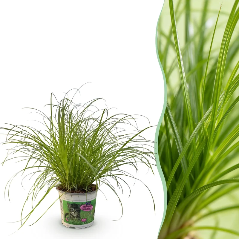 Cyperus alternifolius Zumula