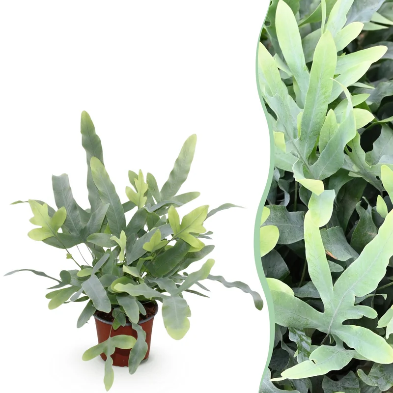 Phlebodium aureum Blue Star