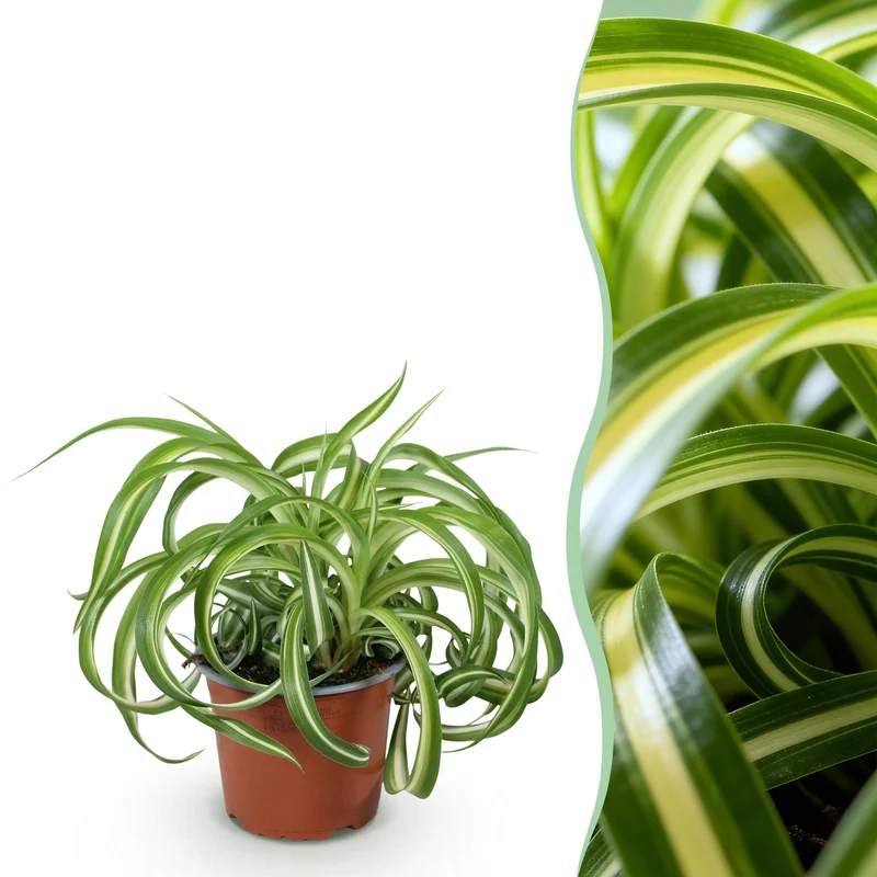 Chlorophytum comosum Bonnie