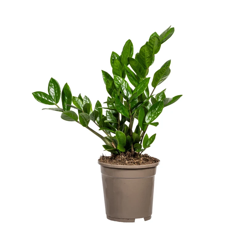 Zamioculcas Zamiifolia