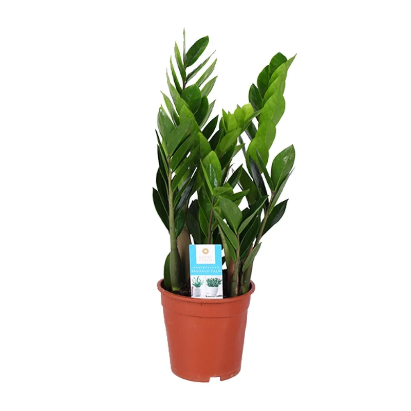Zamioculcas Zamiifolia