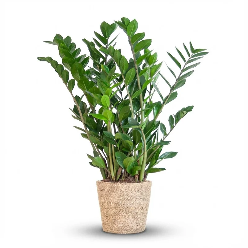 Zamioculcas Zamiifolia met Zeegras mand naturel