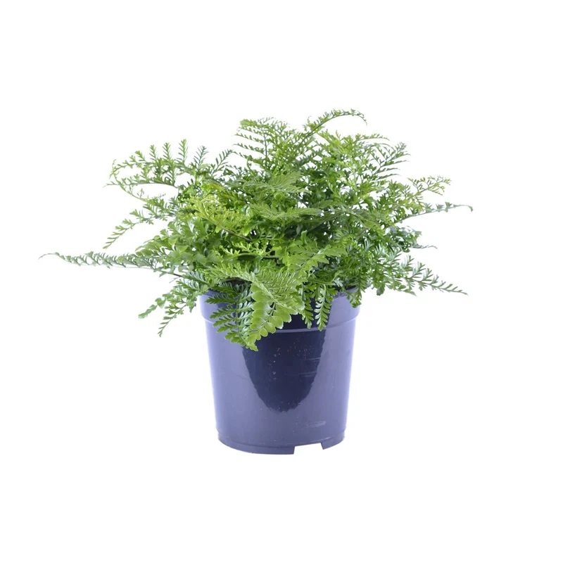 Asplenium Parvati