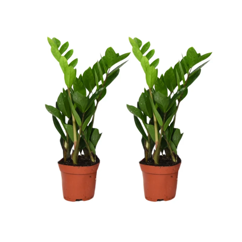 Zamioculcas Zamiifolia - 2 stuks
